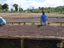 Workers sorting out any unripe coffee cherries from the drying beds of the Goro site in Hambela Wamena, Guji Zone Ethiopia.