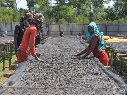 Coffee cherries dry on raised beds at another of the processing sites managed by the same group. This is in Goro Badessa, about 30 miles north of Bobea Uke.