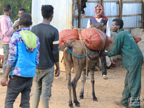 A farmer delivers his harvested  cherries by donkey at one of the sites managed by the folks at Dambi Uddo.