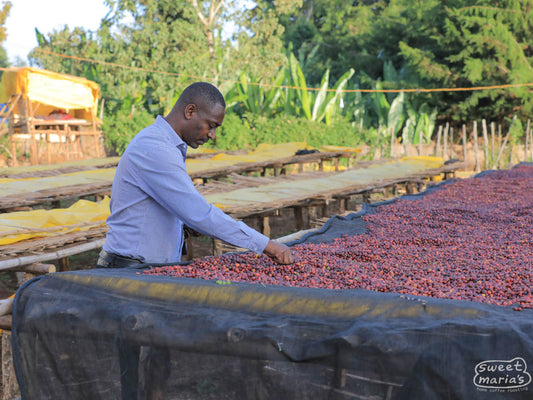 Mr. Abiyot, who manages Dambi Uddo station, pulls a few unripe coffee cherries from the drying tables at another of the sites he manages in Guji, Ethiopia.