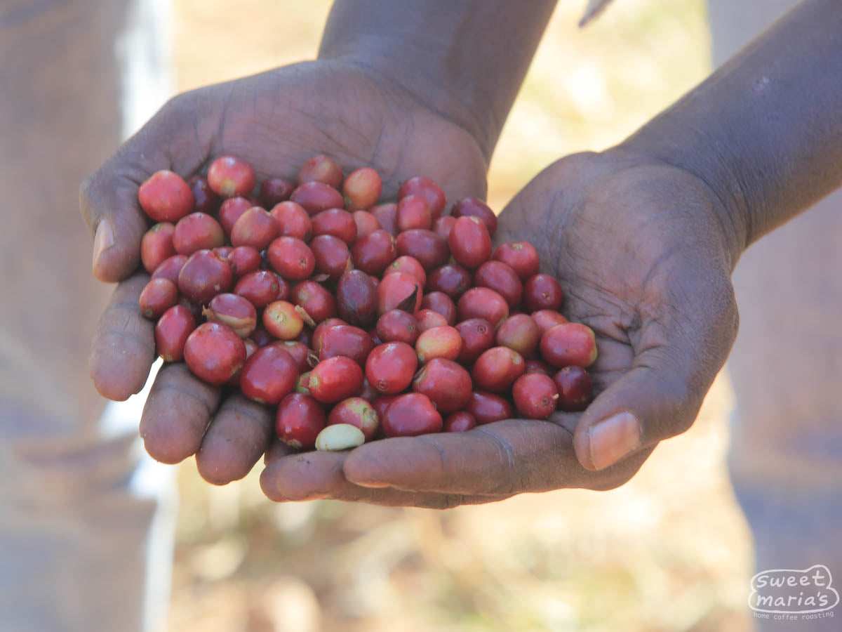 A farmer shows the ripe cherry selection that makes Grade 1 separation at a processing site in Guji. 