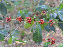 Clusters of ripe coffee cherries on a shrub at in Guji, Ethiopia.