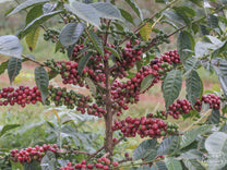 Coffee shrub with cherries at a farm near Goro.