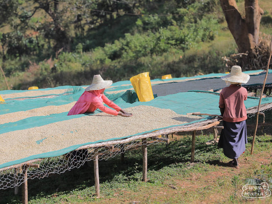Women turn the wet process coffee as it dries on raised beds at the nearby Buture site (not Geruke).