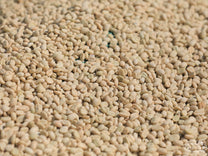 Close-up of parchment coffee drying on raised beds at a site near Geruke.