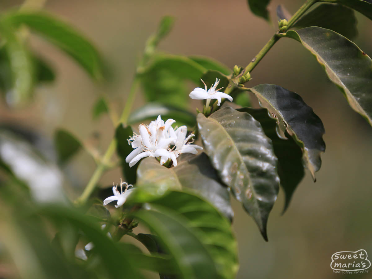 Flowering coffee shrub at a farm in Duromina region (not Aba Bulgu).