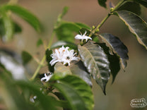 Flowering coffee shrub at a farm in Duromina region (not Aba Bulgu).