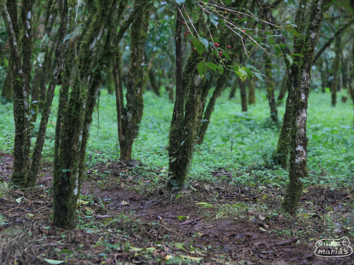 Very old coffee trees in the Duromina region (not Aba Bulgu's farm).