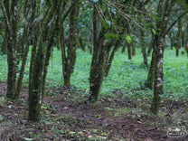 Very old coffee trees in the Duromina region (not Aba Bulgu's farm).