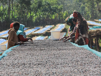  Workers hand sort the dry process coffee on raised beds at Gerba Dogo.