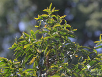 A coffee shrub showing the first flower buds of the next harvest and will soon bear fruit. Tuku station, Gerba, Guji Zone, Ethiopia.