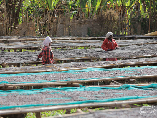 Women turn the dry process coffee on raised African beds at one of the processing sites owned by the folks at Hambela Buku.