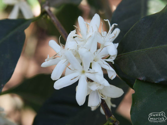 Fragrant white coffee flowers on a Gesha shrub in Acatenango, Guatemala. These incredibly potent smelling flowers fall after a few days and are replaced by coffee cherry (green coffee seeds inside) that will ripen over the course of the next several month