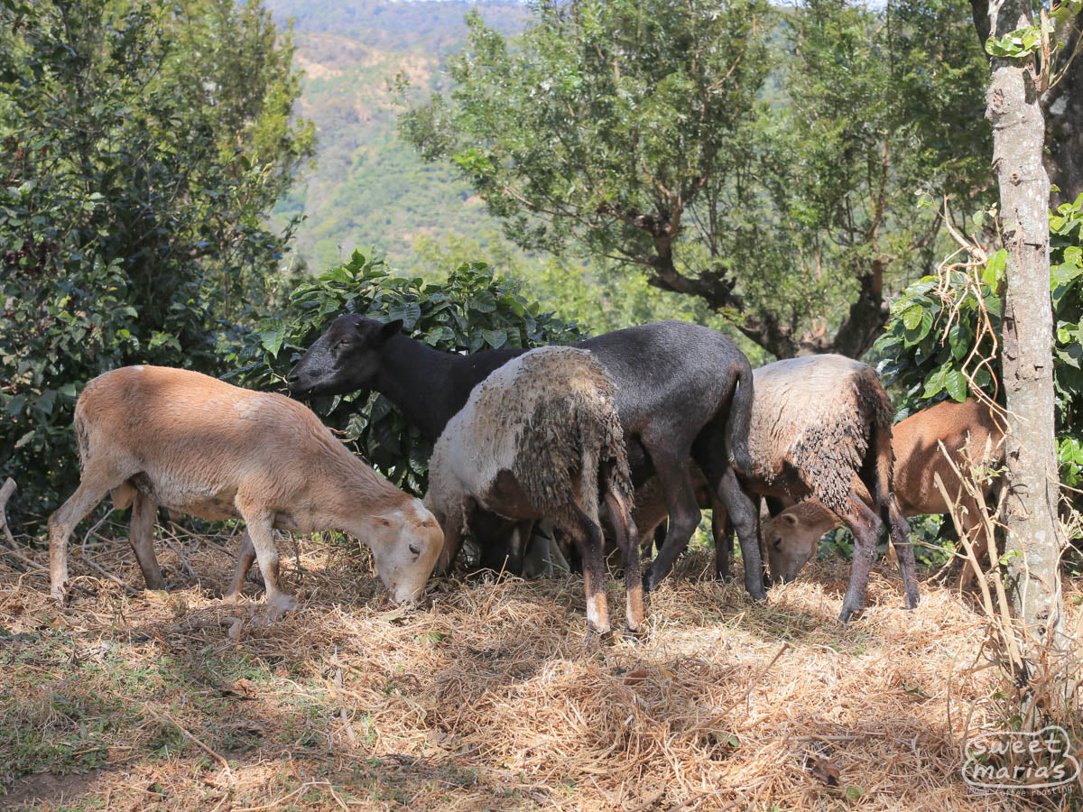 Goats help clean up the fallen cherry and weeds around the base of the coffee shrubs, as well as fertilize the plants with their manure. San Diego Buena Vista farm, Acatenango, Guatemala.