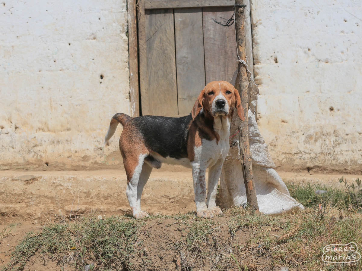 A beagle gives us a curious look at the San Diego Buena Vista farm.
