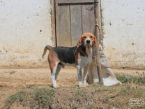 A beagle gives us a curious look at the San Diego Buena Vista farm.