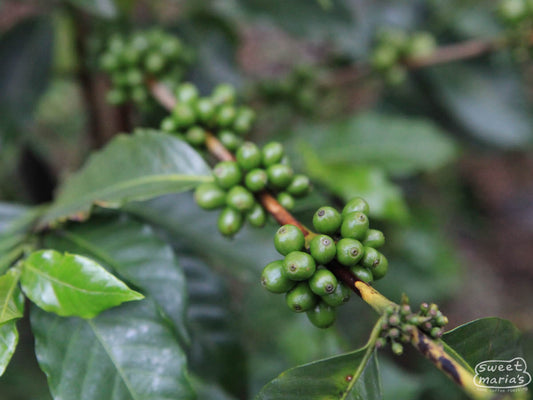 Typica shrubs with some green cherries that will ripen to a deep red at Finca La Folie in Antigua, Guatemala.