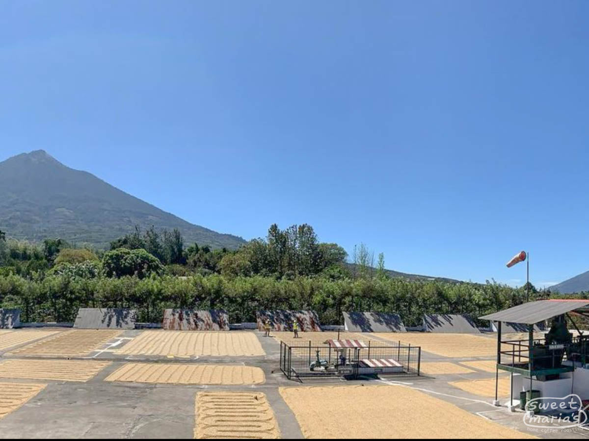 Coffee dries on the cement patio at Finca Santa Ines.