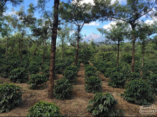 Bourbon coffee plants growing beneath the shade canopy overhead at Santa Ines farm in Antigua, Guatemala. 