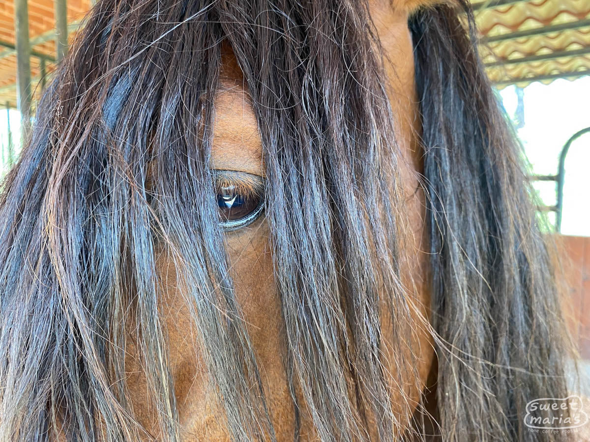 A horse with the most beautiful mane at Finca Santa Ines.