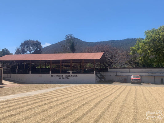 Parchment coffee dries on cement the cement patio of La Azote mill at the edge of Antigua (Jocotenango), where this coffee is processed.