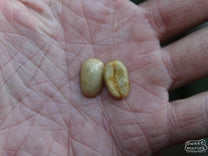 A pair of Gesha coffee seeds pulped from their cherry at the estate in Acatenango.