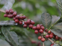  Dark red bourbon cherries ripen on a coffee branch at a farm in Hunapu.