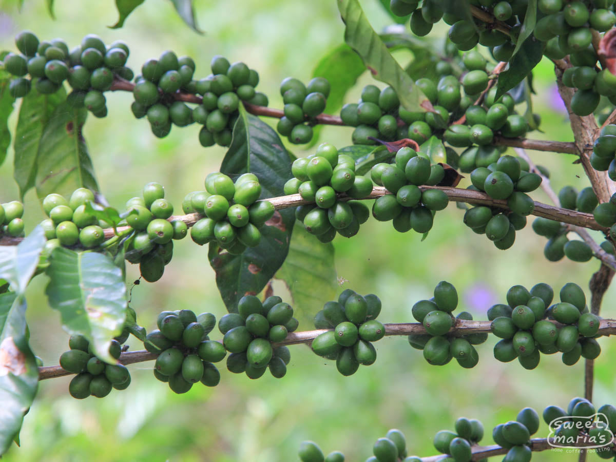 Clumps of Bourbon cherry at finca Regalito, next to Boqueroncito and another Villatoro family farm