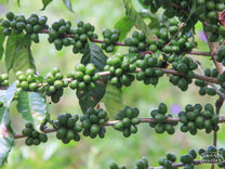 Clumps of Bourbon cherry at finca Regalito, next to Boqueroncito and another Villatoro family farm
