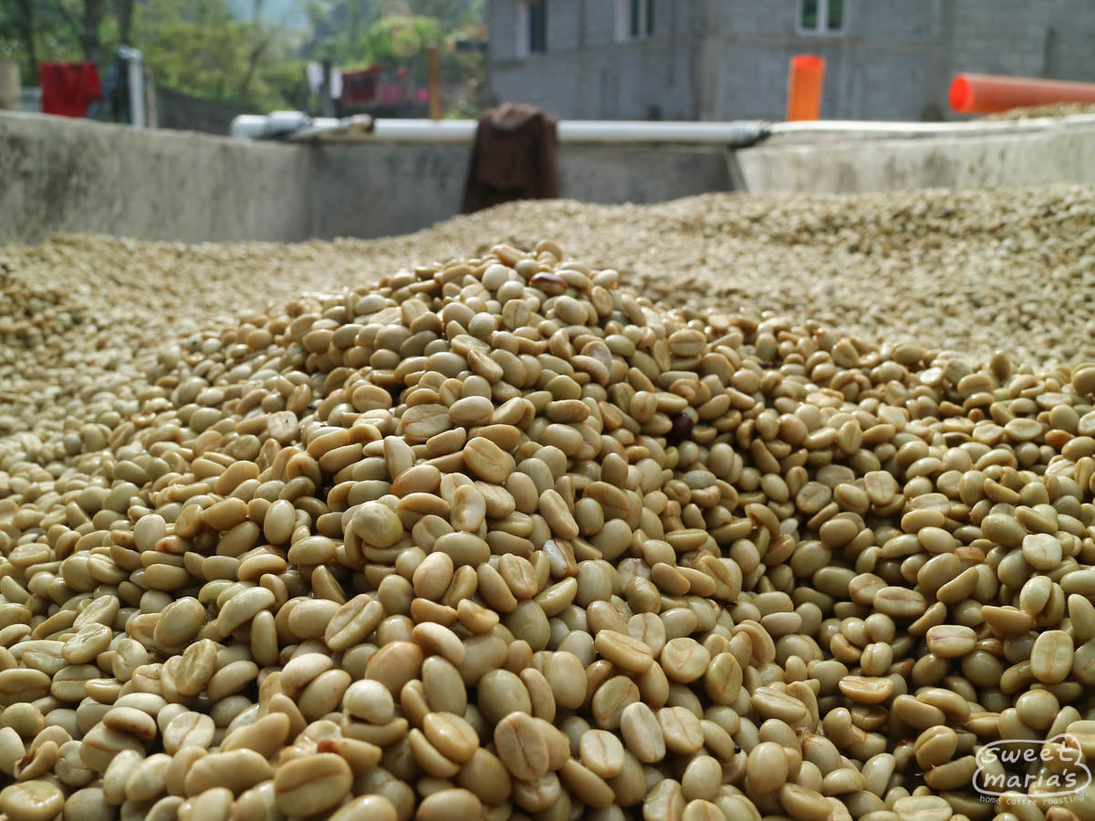 Wet process coffee at Aurelio Villatoro's mill in the center of town, La Esperanza