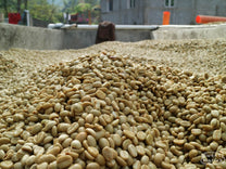 Wet process coffee at Aurelio Villatoro's mill in the center of town, La Esperanza