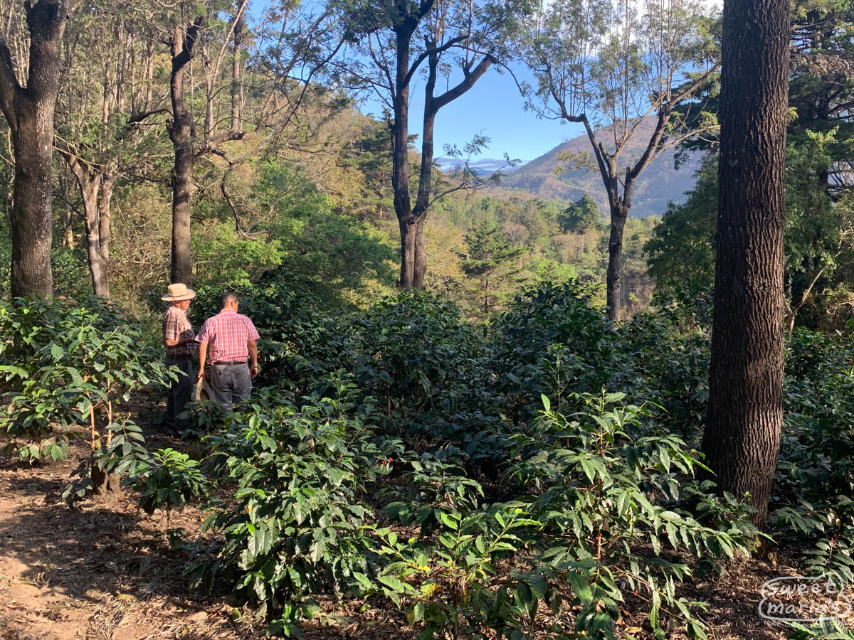 Byron Benevente (right) and his uncle Victor (left) walk us through the older part Finca La Florida where some of the green coffee shrubs have been pruned back to promote healthier production. Patzun, Guatemala.