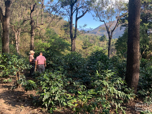 Byron Benevente (right) and his uncle Victor (left) walk us through the older part Finca La Florida where some of the green coffee shrubs have been pruned back to promote healthier production. Patzun, Guatemala.