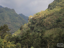 Looking up at the tree-covered mountainside that stretches up from the Punta del Cerro mill.