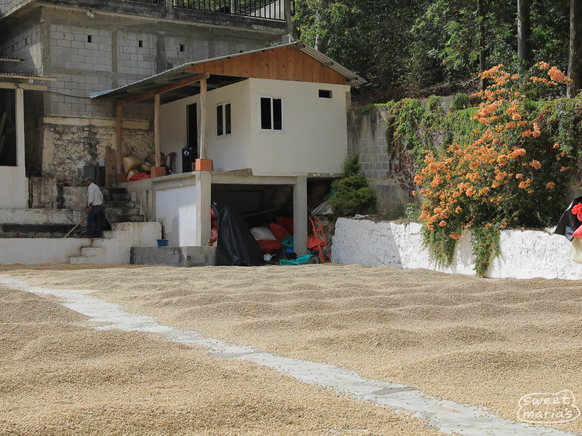 Parchment coffee dries on the cement patio of Punta del Cerro mill in La Libertad.