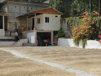 Parchment coffee dries on the cement patio of Punta del Cerro mill in La Libertad.