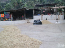 A view of the cement drying patio with wet mill in the background. Rosalio and Rosiela Villatoro's home and washing station.