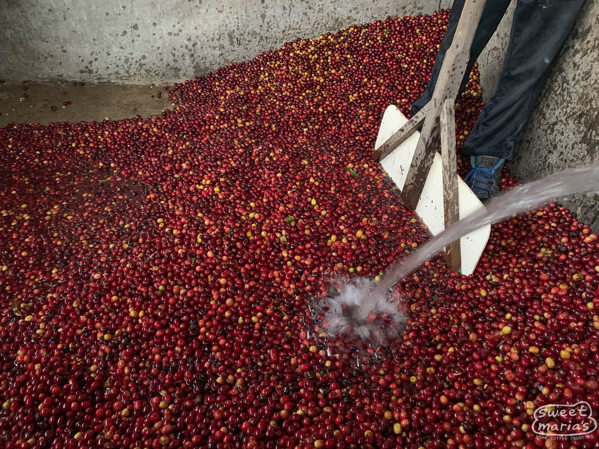 Pouring clean water on the whole coffee cherry at Rosalio's wet mill. Coffee that floats to the top are unripe, and will be removed for the 2nd quality.