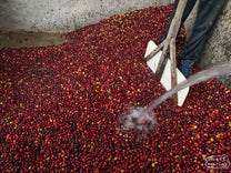 Pouring clean water on the whole coffee cherry at Rosalio's wet mill. Coffee that floats to the top are unripe, and will be removed for the 2nd quality.