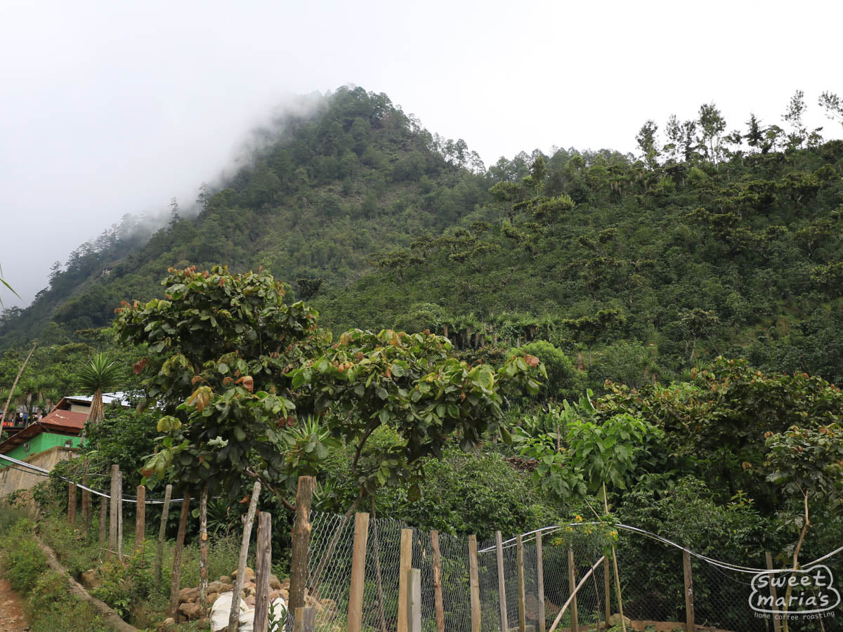 Mist hangs over a steep peak planted in coffee in the La Libertad region of Huehuetenango.
