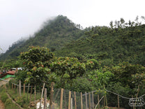 Mist hangs over a steep peak planted in coffee in the La Libertad region of Huehuetenango.
