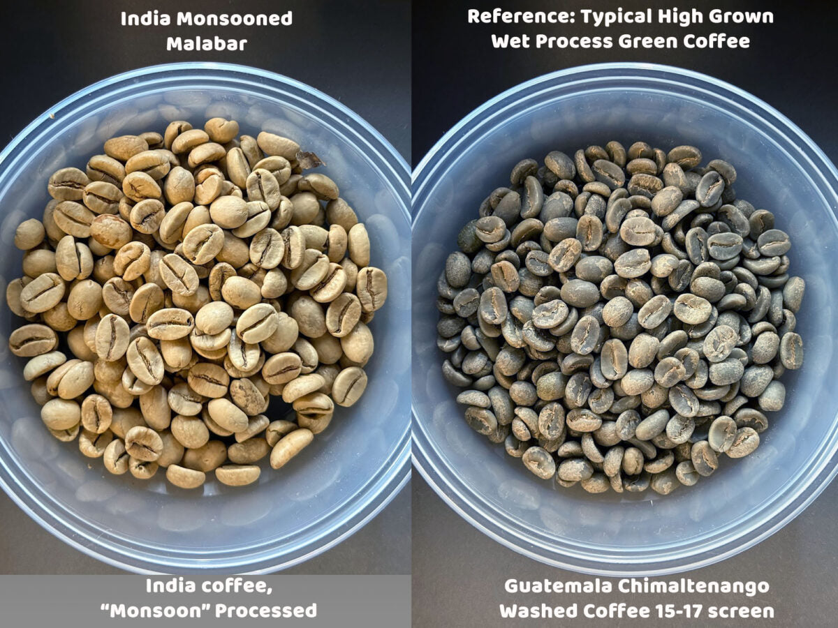 Side-by-side comparison of Monsoon Malabar and a typical wet process Guatemalan coffee.