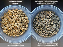 Side-by-side comparison of Monsoon Malabar and a typical wet process Guatemalan coffee.