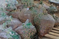 Coffee cherries sealed up in airtight bags for the anaerobic stage at the Java Sunda processing site.
