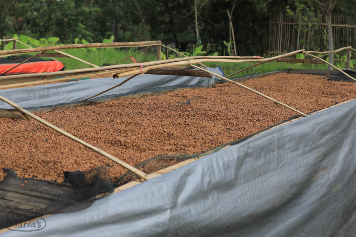 Another photo of anaerobic coffee drying on raised tables. The upper frame allows them to quickly cover the coffee with tarps when it rains.