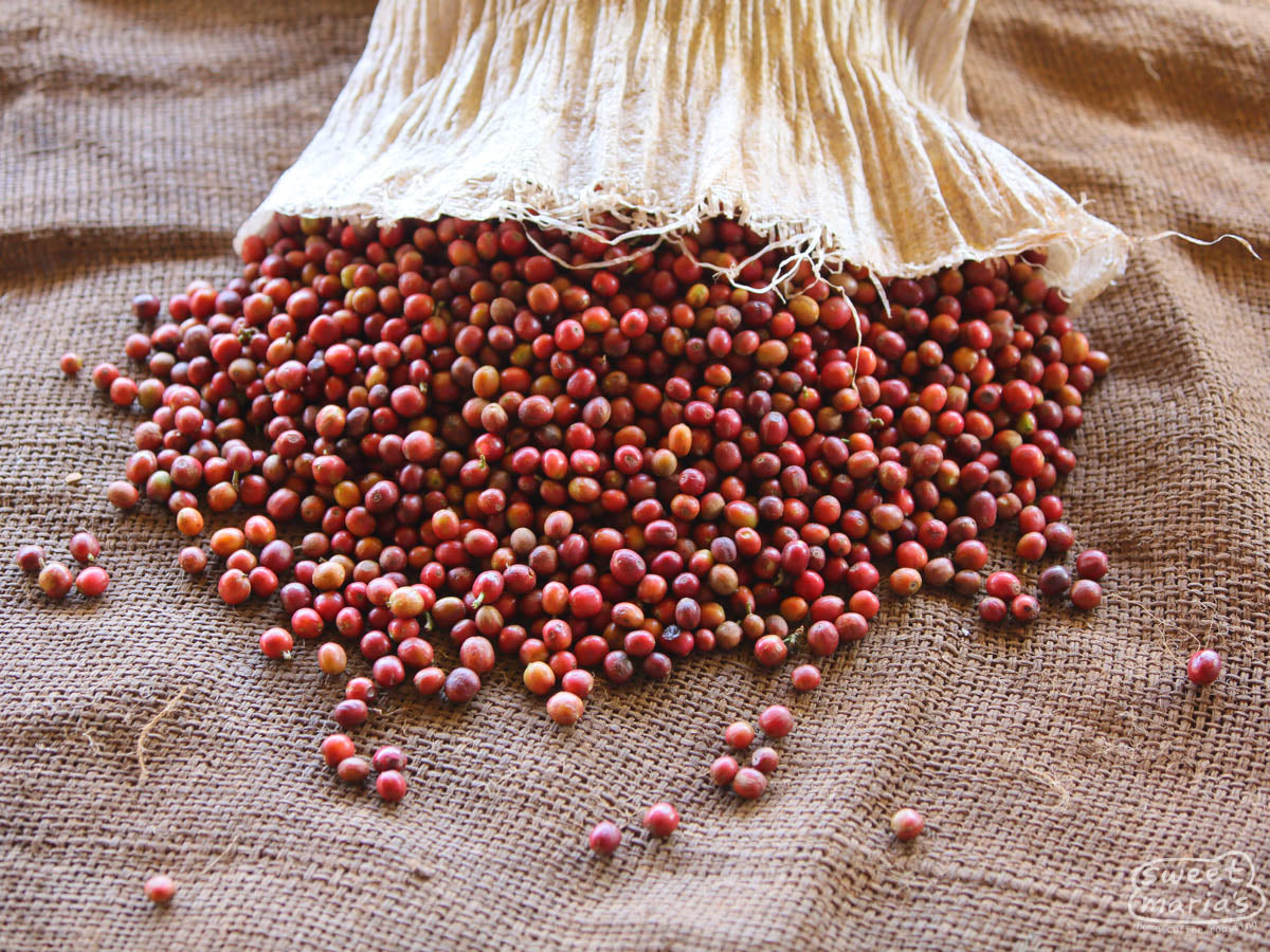 Ripe coffee cherries are emptied from a mylar bag at a Nyeri mill.