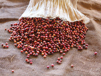 Ripe coffee cherries are emptied from a mylar bag at a Nyeri mill.