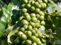 Green coffee cherries crowd the branch of this shrub at a coffee farm in Nyeri.