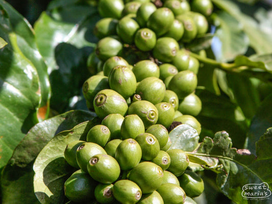 Green coffee cherries crowd the branch of this shrub at a coffee farm in Nyeri.