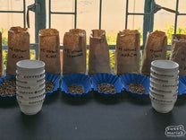  Samples of green coffee organized by wet mill ("Factory") and processing date code at the Othaya FCS.